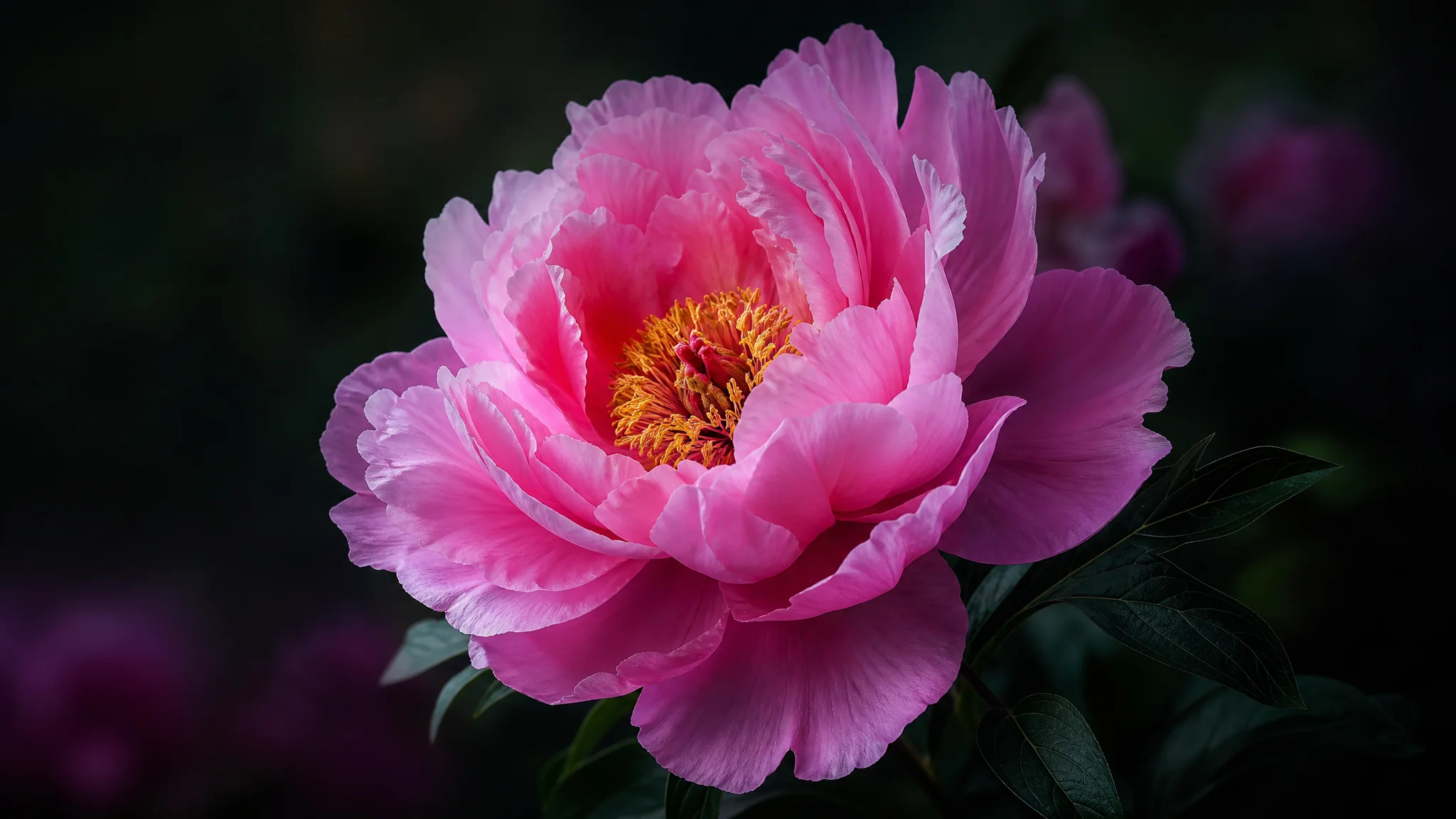 花朵AI修图：花卉摄影的色彩与细节修法